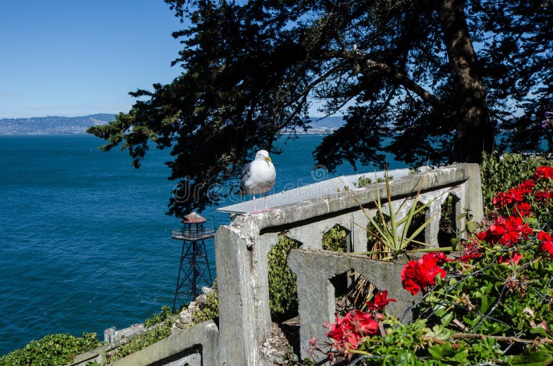 Δυτικό Seagull γλάρων κάθεται σκαρφαλωμένος σε μια συγκεκριμένη προεξοχή των καταστροφών στο νησί Alcatraz μια ηλιόλουστη ημέρα στοκ φωτογραφία με δικαίωμα ελεύθερης χρήσης
