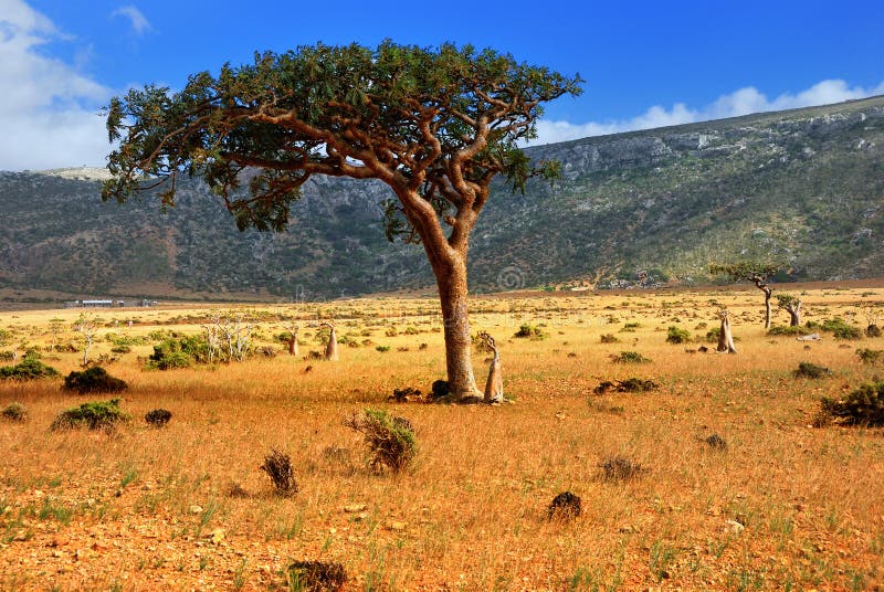 Île d'île de Socotra. Arbres endémiques de l'île d'île de Socotra, Yémen. Horizontal type d'île de Socotra, centrale exceptionnelle contre des montagnes.