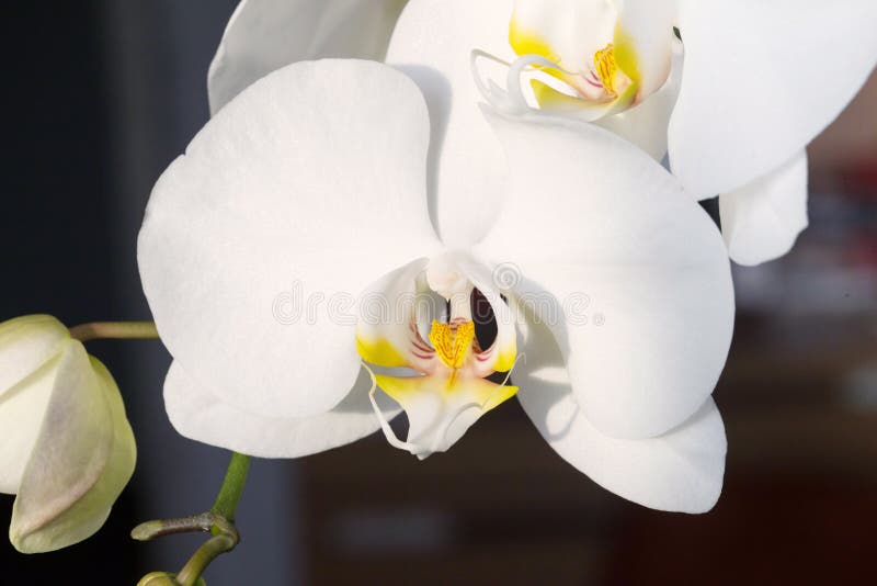 închidere fotografie de macrocomandă de orhidee albe stock photography