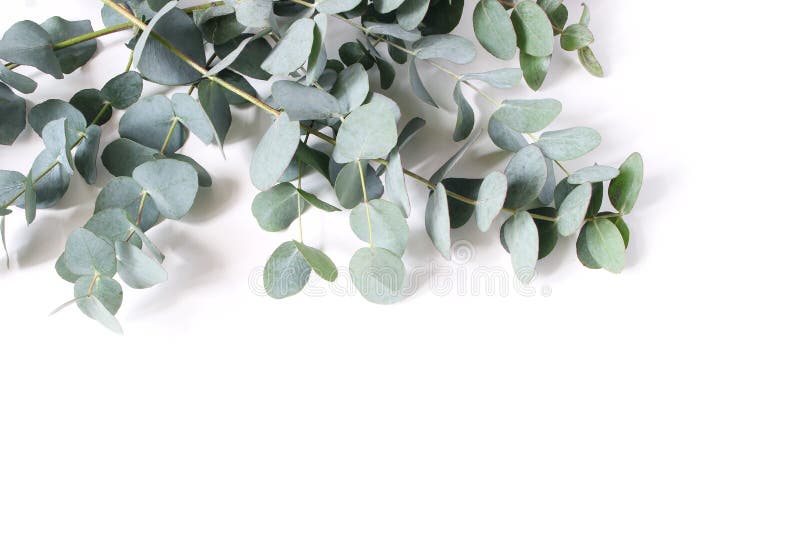 închiderea frunzelor de eucalipt verde și a sucursalelor izolate pe fond alb. compoziție florală modernă botanică royalty free stock photo