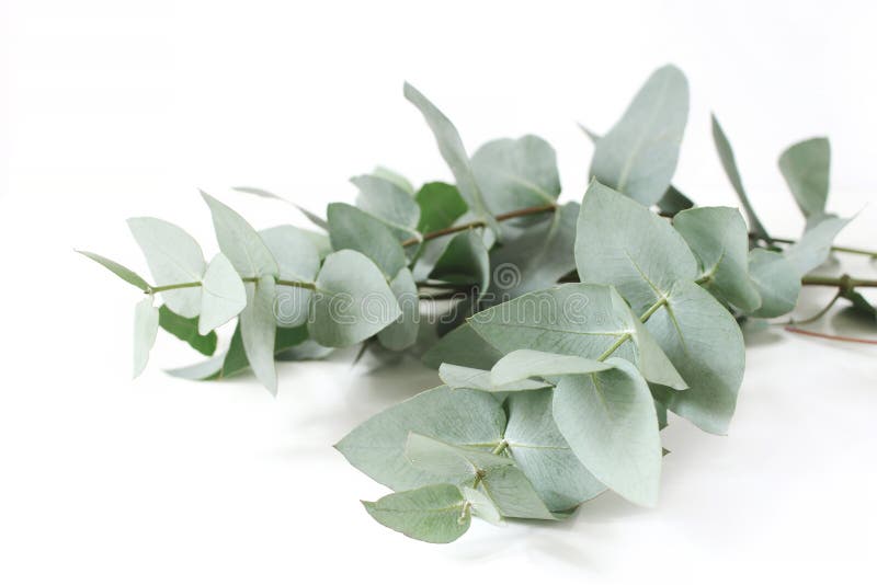 închiderea icrelor de eucalipt verde pe fond alb. compoziție florală imagine bursieră feminină stilizată stock photo