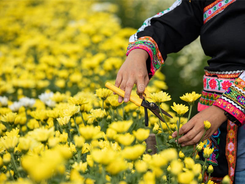 închideți femeia locală asiatică indiană sau hmong care taie chrysanthemum galben stock photography