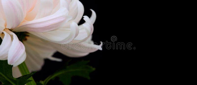 închideți macrofloarea roz de crizanteme pe cel mai mic minimalist negru pe viață. fond orizontal pentru lumină și umbră stock images