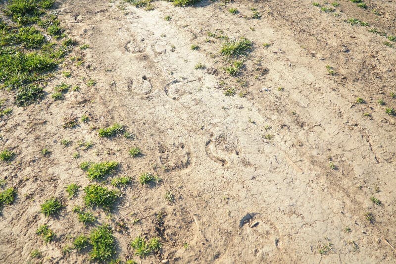 Într-o zonă rurală luminată de soare, o serie de urme de copite urmăresc o cale de-a lungul pământului crăpat uscat stock photography