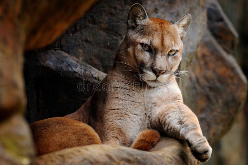 Άγρια μεγάλη γάτα Cougar, concolor Puma, κρυμμένο πορτρέτο του επικίνδυνου ζώου με την πέτρα, ΗΠΑ Σκηνή άγριας φύσης από τη φύση στοκ εικόνες με δικαίωμα ελεύθερης χρήσης Άγρια μεγάλη γάτα Cougar, concolor Puma, κρυμμένο πορτρέτο του επικίνδυνου ζώου με την πέτρα, ΗΠΑ Σκηνή άγριας φύσης από τη φύση στοκ εικόνες με δικαίωμα ελεύθερης χρήσης