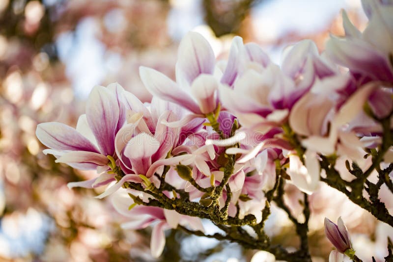 Άνθη Magnolia στοκ εικόνα