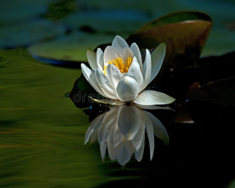 Άσπρο waterlily φύλλο Nymphaea albaamong στοκ εικόνα Άσπρο waterlily φύλλο Nymphaea albaamong στοκ εικόνα