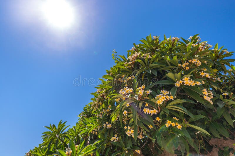 Άσπρο και κίτρινο όμορφο δέντρο Plumeria που ανθίζει ενάντια σε έναν δονούμενο σαφή μπλε ουρανό και έναν ισχυρό ήλιο με τις φλόγε στοκ εικόνες με δικαίωμα ελεύθερης χρήσης Άσπρο και κίτρινο όμορφο δέντρο Plumeria που ανθίζει ενάντια σε έναν δονούμενο σαφή μπλε ουρανό και έναν ισχυρό ήλιο με τις φλόγε στοκ εικόνες με δικαίωμα ελεύθερης χρήσης
