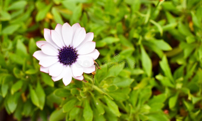 άσπρο λουλούδι που ονομάζεται osteospermum μαργαρίτα ακρωτηρίων ecklonis την επίσης αποκαλούμενη με τα άσπρα πέταλα και πορφυρό μ στοκ φωτογραφίες άσπρο λουλούδι που ονομάζεται osteospermum μαργαρίτα ακρωτηρίων ecklonis την επίσης αποκαλούμενη με τα άσπρα πέταλα και πορφυρό μ στοκ φωτογραφίες