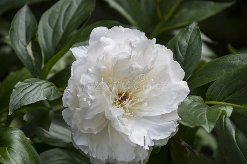Άσπρος peony άνθισης Κήπος Μπους των άσπρων peonies Χνουδωτά, ατημέλητα, άσπρα λουλούδια στοκ φωτογραφία