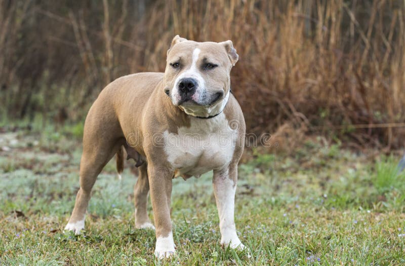 Αμερικανικό σκυλί τεριέ Staffordshire Pitbull δυνατής μπύρας στοκ φωτογραφία με δικαίωμα ελεύθερης χρήσης Αμερικανικό σκυλί τεριέ Staffordshire Pitbull δυνατής μπύρας στοκ φωτογραφία με δικαίωμα ελεύθερης χρήσης