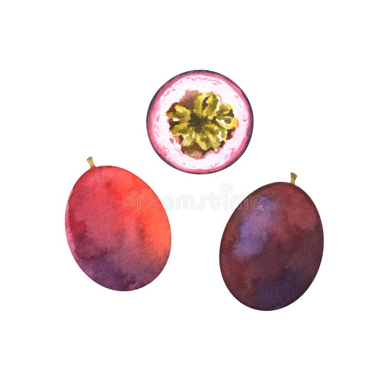 Απεικόνιση Watercolor της φέτας και ολόκληρου του λωτού διανυσματική απεικόνιση Απεικόνιση Watercolor της φέτας και ολόκληρου του λωτού διανυσματική απεικόνιση