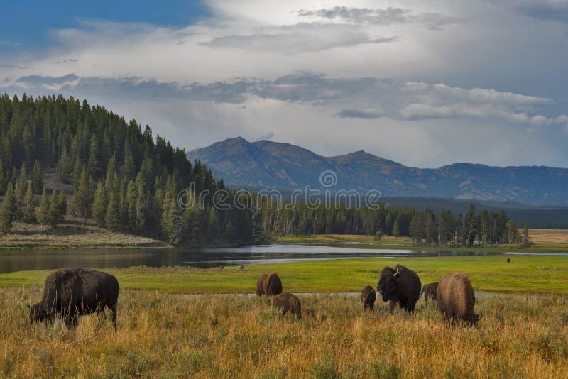 Βίσωνες σε Yellowstone, εθνικό πάρκο, Ουαϊόμινγκ, ΗΠΑ στοκ φωτογραφία με δικαίωμα ελεύθερης χρήσης Βίσωνες σε Yellowstone, εθνικό πάρκο, Ουαϊόμινγκ, ΗΠΑ στοκ φωτογραφία με δικαίωμα ελεύθερης χρήσης