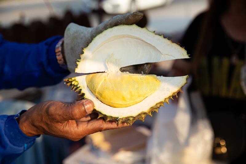 Βασιλιάς Durian των φρούτων από την Ταϊλάνδη οι φλούδες Durian εκμετάλλευσης χεριών, κίτρινο κρέας Durian και τρώνε πολύ φρέσκο Τ στοκ εικόνες Βασιλιάς Durian των φρούτων από την Ταϊλάνδη οι φλούδες Durian εκμετάλλευσης χεριών, κίτρινο κρέας Durian και τρώνε πολύ φρέσκο Τ στοκ εικόνες