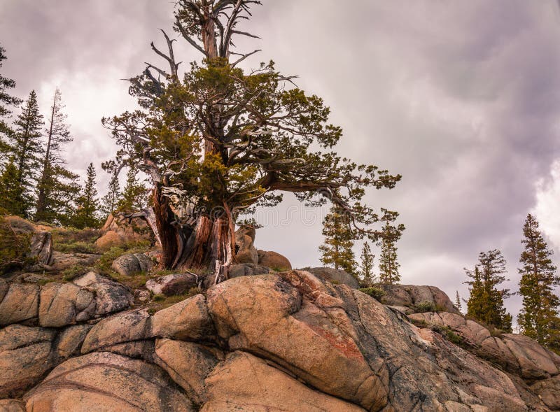 Βόρειο δέντρο πεύκων Καλιφόρνιας Bristlecone στοκ φωτογραφίες Βόρειο δέντρο πεύκων Καλιφόρνιας Bristlecone στοκ φωτογραφίες