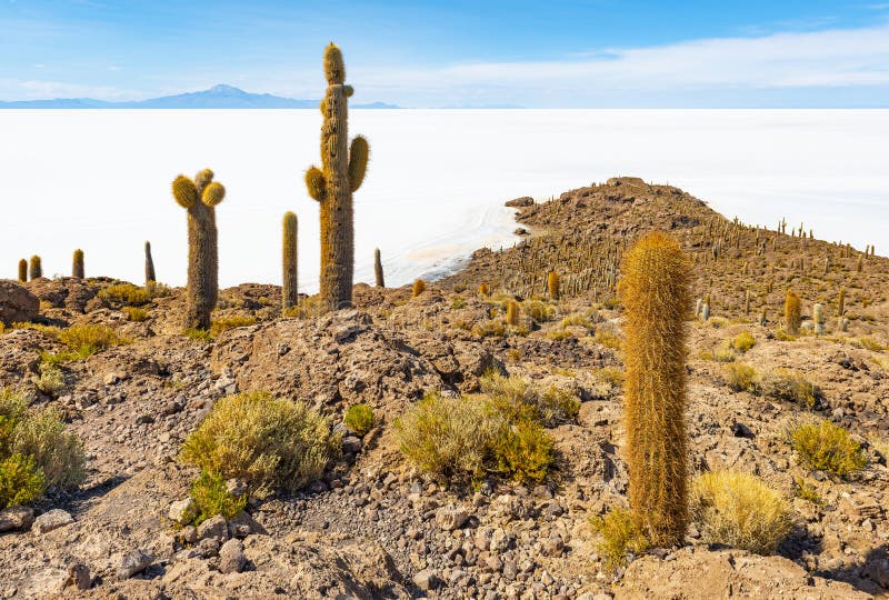 Γιγαντιαίος κάκτος Atacama στο αλατισμένο επίπεδο Uyuni, Βολιβία στοκ εικόνα Γιγαντιαίος κάκτος Atacama στο αλατισμένο επίπεδο Uyuni, Βολιβία στοκ εικόνα