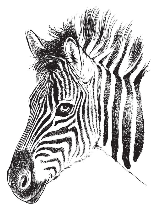 Γραπτό σκίτσο ενός νέου προσώπου Zebra’s διανυσματική απεικόνιση Γραπτό σκίτσο ενός νέου προσώπου Zebra’s διανυσματική απεικόνιση