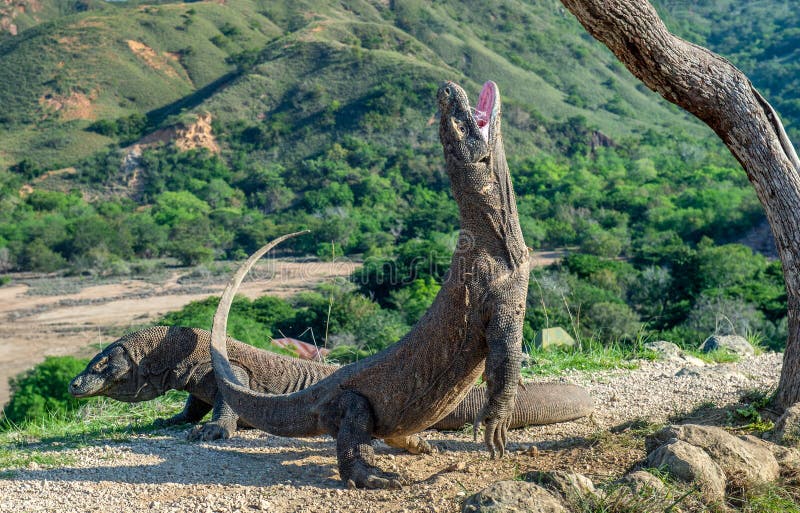 εθνικό rinca πάρκων komodo νησιών δράκων Ο δράκος Komodo στέκεται στα οπίσθια πόδια και το ανοικτό στόμα του Επιστημονικό όνομα: στοκ φωτογραφία με δικαίωμα ελεύθερης χρήσης
