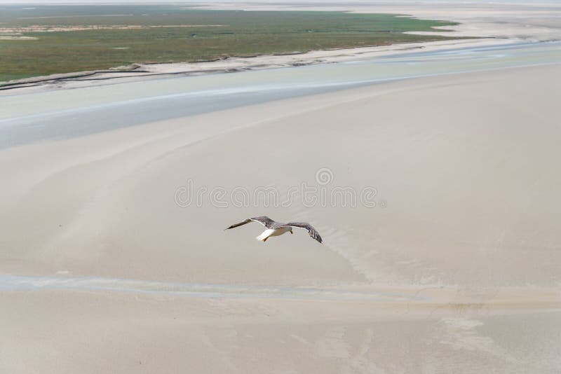 Εναέρια άποψη seagulls που πετούν στη θάλασσα στοκ φωτογραφία με δικαίωμα ελεύθερης χρήσης Εναέρια άποψη seagulls που πετούν στη θάλασσα στοκ φωτογραφία με δικαίωμα ελεύθερης χρήσης