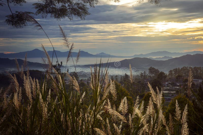 Εξωτική χλόη καλάμων με το misty βουνό στο ηλιοβασίλεμα στοκ φωτογραφία Εξωτική χλόη καλάμων με το misty βουνό στο ηλιοβασίλεμα στοκ φωτογραφία