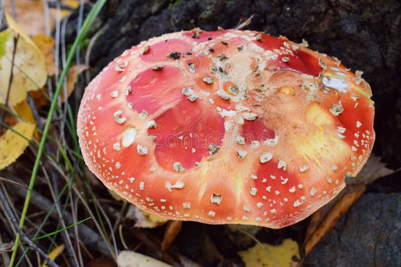 Επικίνδυνο ζωηρόχρωμο amanita στο δάσος κάτω από το δέντρο στοκ φωτογραφία με δικαίωμα ελεύθερης χρήσης Επικίνδυνο ζωηρόχρωμο amanita στο δάσος κάτω από το δέντρο στοκ φωτογραφία με δικαίωμα ελεύθερης χρήσης