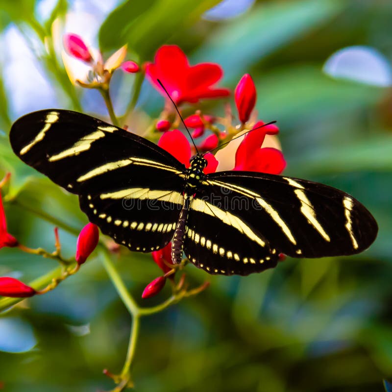 Ζέβες charitonia Heliconius πεταλούδων στοκ εικόνες Ζέβες charitonia Heliconius πεταλούδων στοκ εικόνες
