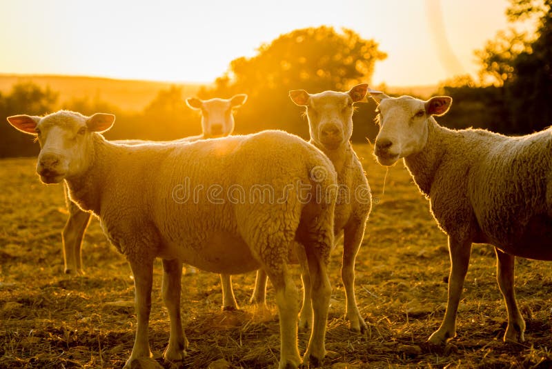 Ζώα αγροκτημάτων Sheeps αναδρομικά φωτισμένα στο ηλιοβασίλεμα στη Γαλλία στοκ εικόνες Ζώα αγροκτημάτων Sheeps αναδρομικά φωτισμένα στο ηλιοβασίλεμα στη Γαλλία στοκ εικόνες