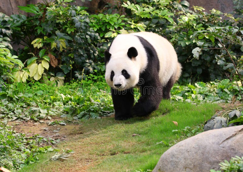 Η γιγαντιαία Panda που περπατά γύρω, Chengdu, Κίνα στοκ εικόνες Η γιγαντιαία Panda που περπατά γύρω, Chengdu, Κίνα στοκ εικόνες