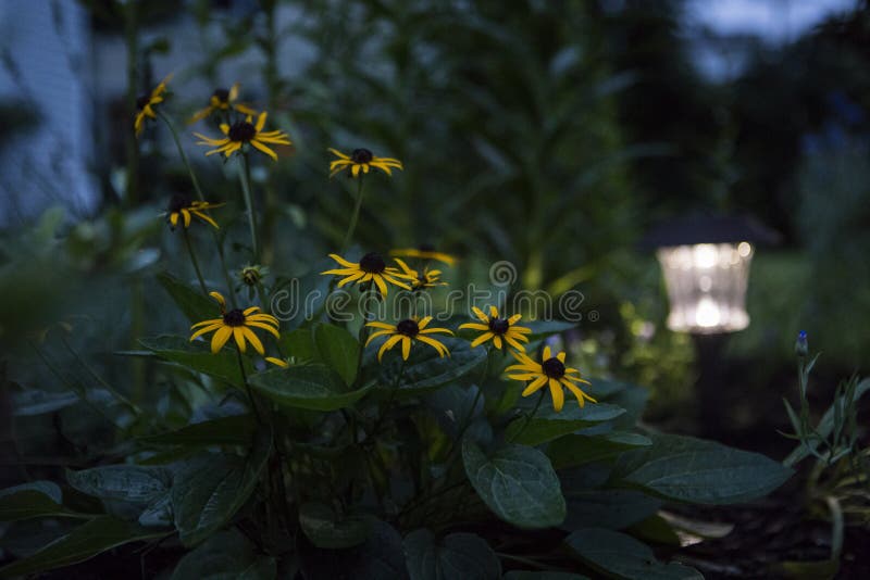 Η μαύρη Eyed Susan στον κήπο στοκ φωτογραφίες Η μαύρη Eyed Susan στον κήπο στοκ φωτογραφίες