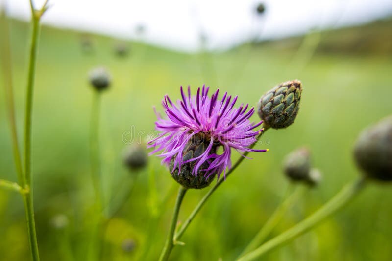 Θερινά πράσινα wildflowers και έντομα, άσπρη πικραλίδα, φράουλες, πορφυρό safflower, όμορφη βοτανική στοκ εικόνα με δικαίωμα ελεύθερης χρήσης Θερινά πράσινα wildflowers και έντομα, άσπρη πικραλίδα, φράουλες, πορφυρό safflower, όμορφη βοτανική στοκ εικόνα με δικαίωμα ελεύθερης χρήσης