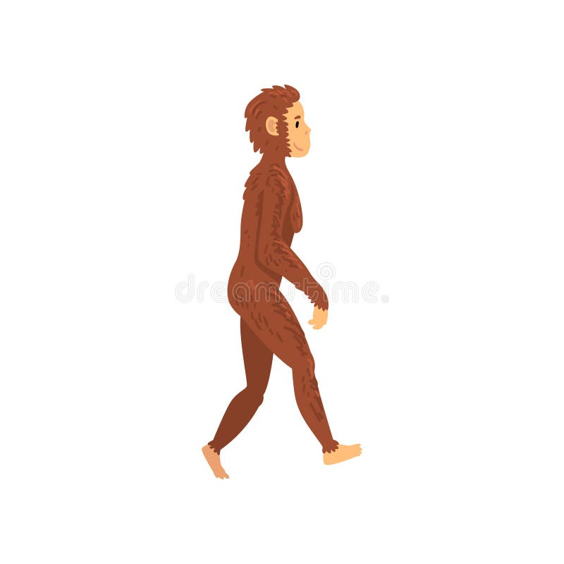 Θηλυκός άνθρωπος Erectus, ανθρώπινο στάδιο εξέλιξης της βιολογίας, εξελικτική διαδικασία της διανυσματικής απεικόνισης γυναικών ελεύθερη απεικόνιση δικαιώματος Θηλυκός άνθρωπος Erectus, ανθρώπινο στάδιο εξέλιξης της βιολογίας, εξελικτική διαδικασία της διανυσματικής απεικόνισης γυναικών ελεύθερη απεικόνιση δικαιώματος