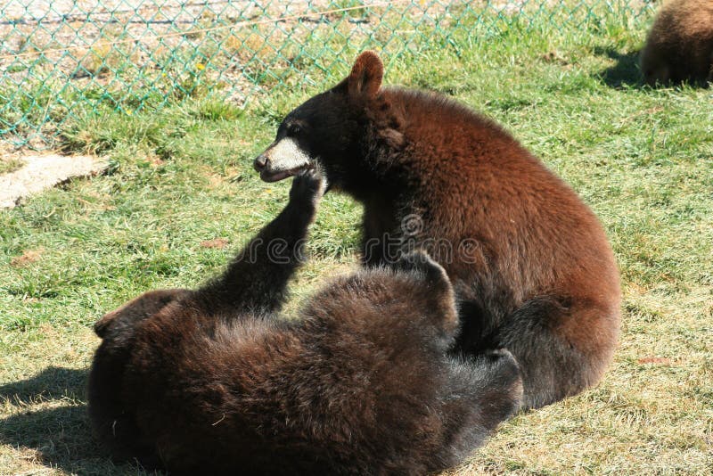 Καφετής αντέξτε Cubs τη νότια Ντακότα στοκ φωτογραφία Καφετής αντέξτε Cubs τη νότια Ντακότα στοκ φωτογραφία