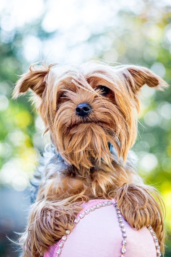 Καφετί σκυλί πορτρέτου της φυλής Γιορκσάιρ Terrier_ στοκ φωτογραφίες με δικαίωμα ελεύθερης χρήσης Καφετί σκυλί πορτρέτου της φυλής Γιορκσάιρ Terrier_ στοκ φωτογραφίες με δικαίωμα ελεύθερης χρήσης