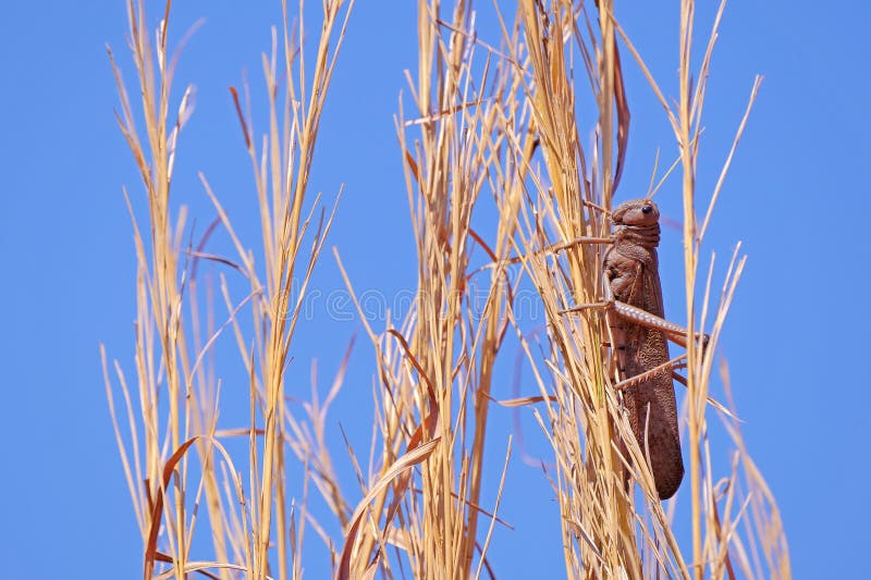 Καφετιά κόκκινη ακρίδα, Acritidae, κοντός-κερασφόρο grasshopper γεωργικό cornfield, DOS Guimaraes, Βραζιλία Chapada στοκ φωτογραφίες με δικαίωμα ελεύθερης χρήσης Καφετιά κόκκινη ακρίδα, Acritidae, κοντός-κερασφόρο grasshopper γεωργικό cornfield, DOS Guimaraes, Βραζιλία Chapada στοκ φωτογραφίες με δικαίωμα ελεύθερης χρήσης