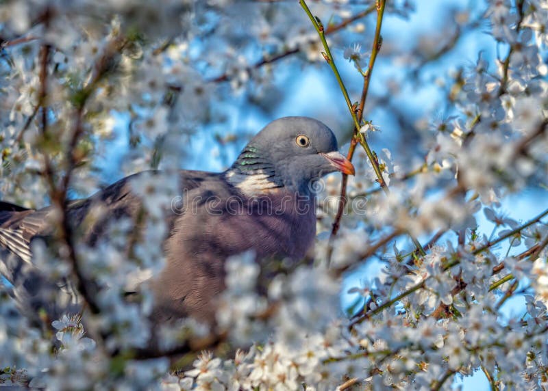 Κοινό polumbus Woodpigeon - Columba που σκαρφαλώνει σε ένα Blackthorn δέντρο στοκ φωτογραφία με δικαίωμα ελεύθερης χρήσης