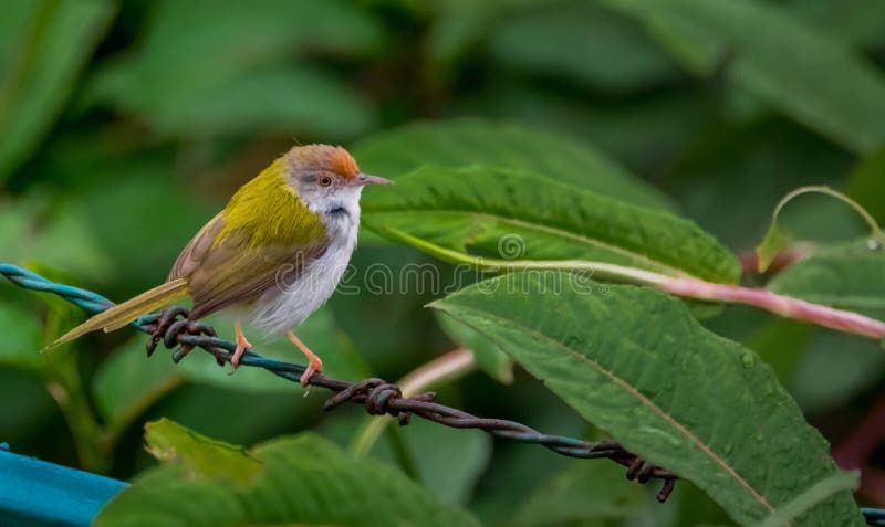 Κοινό Tailorbird ή το sutorius Orthotomus στοκ εικόνα
