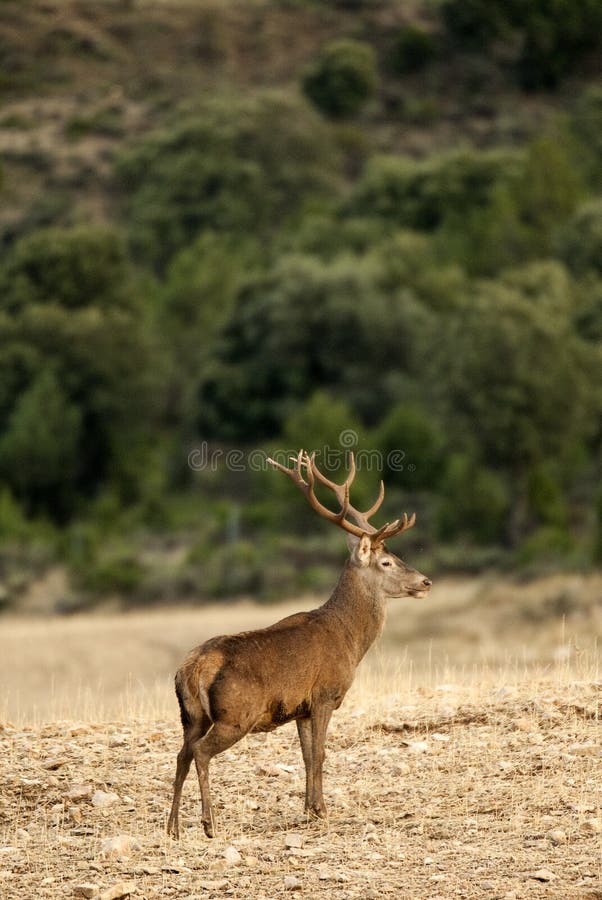 Κόκκινα ελάφια, elaphus Cervus, άγριο στοκ εικόνα Κόκκινα ελάφια, elaphus Cervus, άγριο στοκ εικόνα