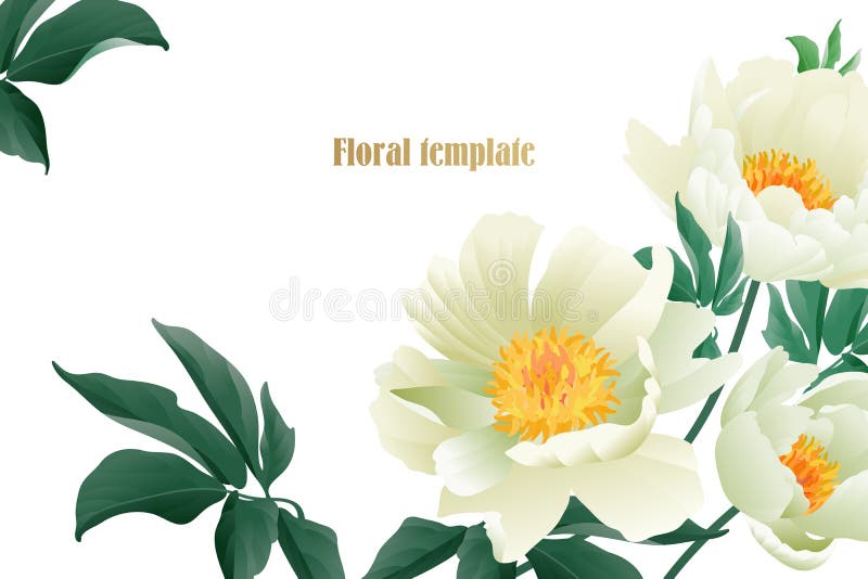 Λεπτός άσπρος κήπος κρητιδογραφιών peonies στο άσπρο υπόβαθρο διανυσματική απεικόνιση