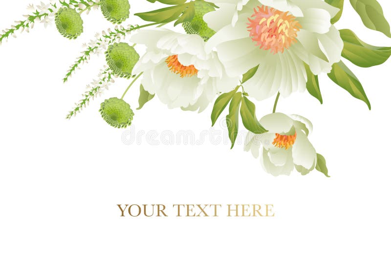 Λεπτός άσπρος κήπος κρητιδογραφιών peonies στο άσπρο υπόβαθρο διανυσματική απεικόνιση