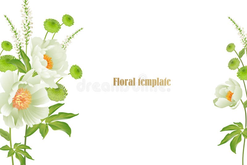 Λεπτός άσπρος κήπος κρητιδογραφιών peonies στο άσπρο υπόβαθρο διανυσματική απεικόνιση