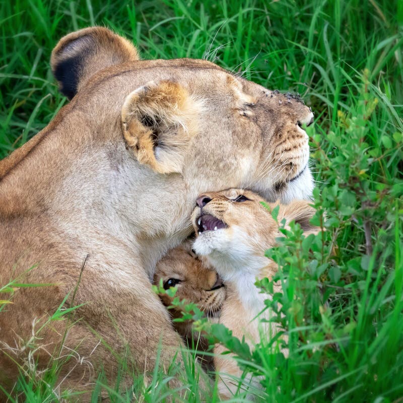 Λιονταρίνα και cubs στο Masai Mara, Κένυα στοκ φωτογραφία Λιονταρίνα και cubs στο Masai Mara, Κένυα στοκ φωτογραφία