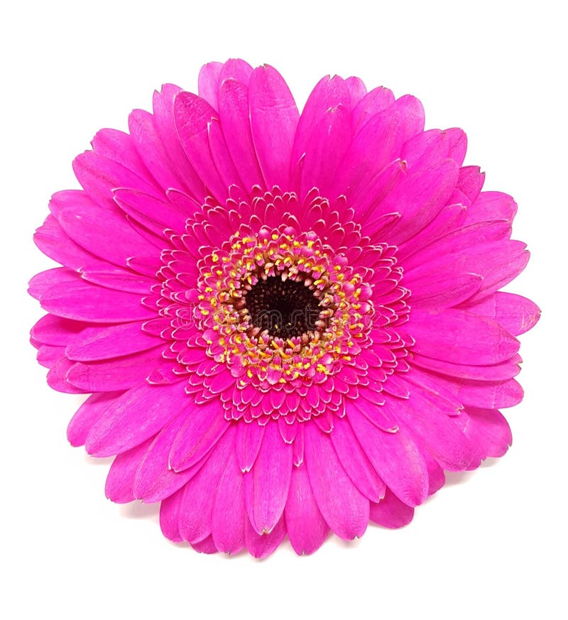 Λουλούδι Gerbera στο ροζ πέρα από το άσπρο υπόβαθρο Κινηματογράφηση σε πρώτο πλάνο του άνθους gerbera στοκ εικόνες με δικαίωμα ελεύθερης χρήσης Λουλούδι Gerbera στο ροζ πέρα από το άσπρο υπόβαθρο Κινηματογράφηση σε πρώτο πλάνο του άνθους gerbera στοκ εικόνες με δικαίωμα ελεύθερης χρήσης