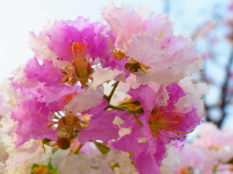 Λουλούδι loudonii Lagerstroemia ή floribunda Lagerstroemia της άνθισης στον κήπο τροπικών κύκλων στοκ φωτογραφία Λουλούδι loudonii Lagerstroemia ή floribunda Lagerstroemia της άνθισης στον κήπο τροπικών κύκλων στοκ φωτογραφία