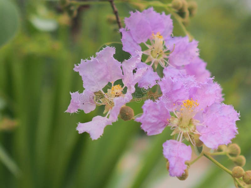 Λουλούδι loudonii Lagerstroemia ή floribunda Lagerstroemia της άνθισης στον κήπο τροπικών κύκλων στοκ φωτογραφία Λουλούδι loudonii Lagerstroemia ή floribunda Lagerstroemia της άνθισης στον κήπο τροπικών κύκλων στοκ φωτογραφία