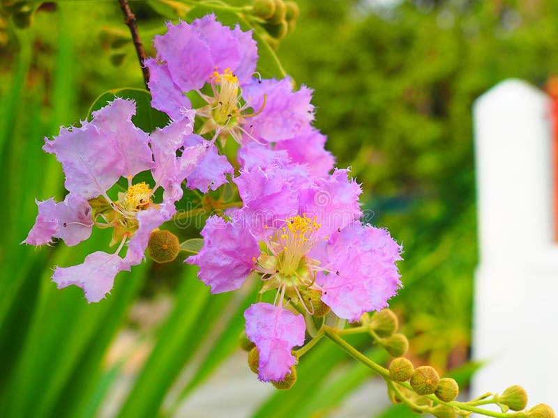Λουλούδι loudonii Lagerstroemia ή floribunda Lagerstroemia της άνθισης στον κήπο τροπικών κύκλων στοκ εικόνες Λουλούδι loudonii Lagerstroemia ή floribunda Lagerstroemia της άνθισης στον κήπο τροπικών κύκλων στοκ εικόνες