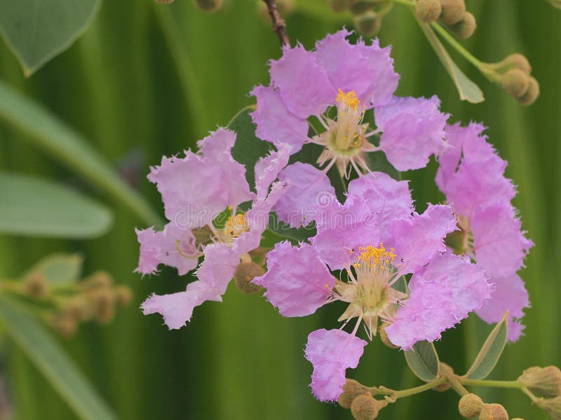 Λουλούδι loudonii Lagerstroemia ή floribunda Lagerstroemia της άνθισης στον κήπο τροπικών κύκλων στοκ εικόνα με δικαίωμα ελεύθερης χρήσης Λουλούδι loudonii Lagerstroemia ή floribunda Lagerstroemia της άνθισης στον κήπο τροπικών κύκλων στοκ εικόνα με δικαίωμα ελεύθερης χρήσης