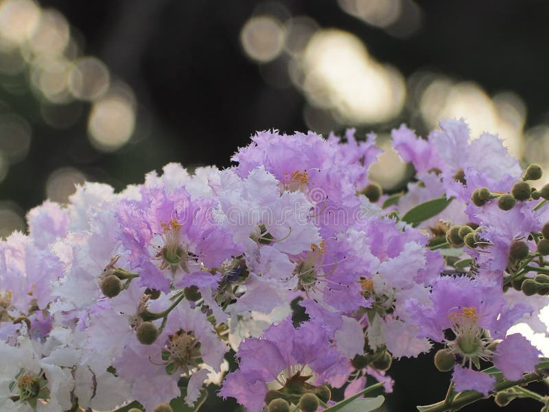Λουλούδι loudonii Lagerstroemia ή floribunda Lagerstroemia της άνθισης στον κήπο τροπικών κύκλων στοκ φωτογραφίες με δικαίωμα ελεύθερης χρήσης Λουλούδι loudonii Lagerstroemia ή floribunda Lagerstroemia της άνθισης στον κήπο τροπικών κύκλων στοκ φωτογραφίες με δικαίωμα ελεύθερης χρήσης