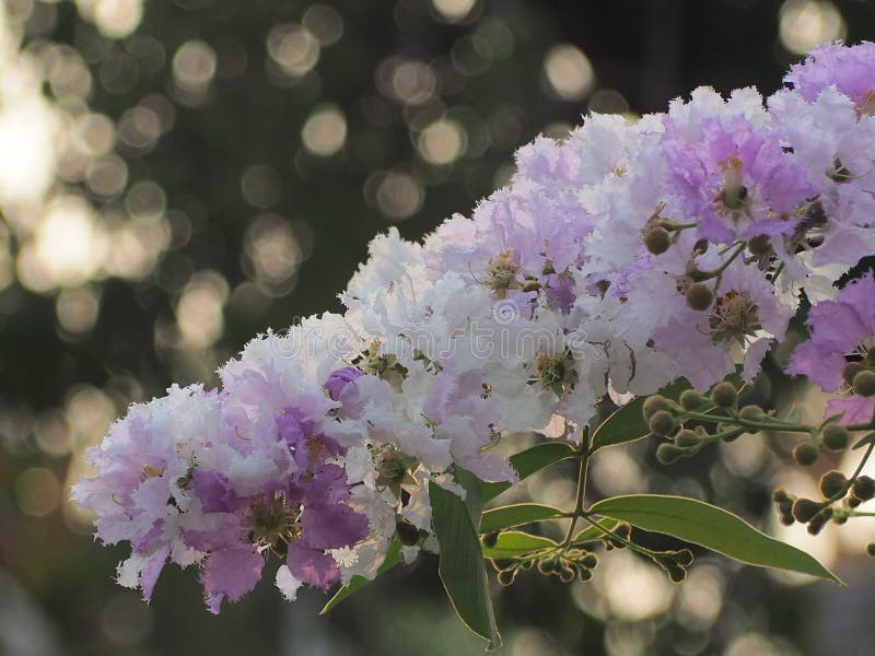 Λουλούδι loudonii Lagerstroemia ή floribunda Lagerstroemia της άνθισης στον κήπο τροπικών κύκλων στοκ φωτογραφίες Λουλούδι loudonii Lagerstroemia ή floribunda Lagerstroemia της άνθισης στον κήπο τροπικών κύκλων στοκ φωτογραφίες