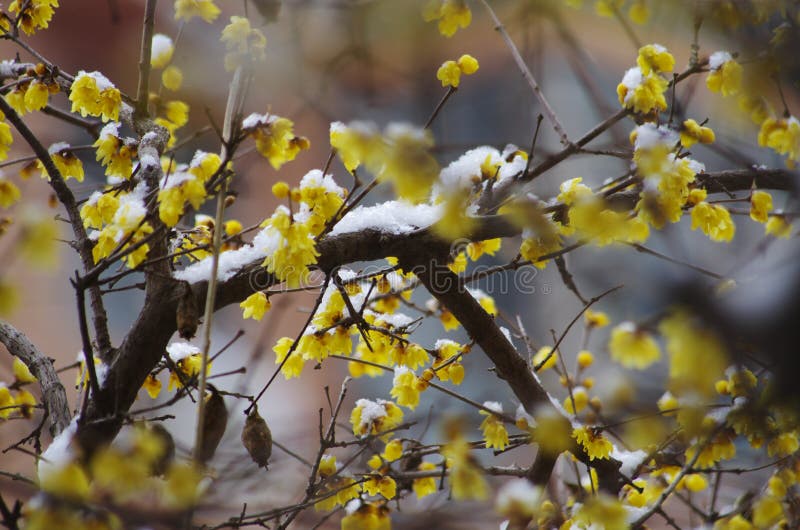 Λουλούδι Wintersweet στο χιόνι. Τα κίτρινα λουλούδια Wintersweet είναι ανθίζοντας στο snow〠‚στην Κίνα, wintersweet το άνθος είναι ένα σύμβολο του fearlessness του παγώματος του κρύου, και το ακαταδάμαστο δικό του πνεύμα