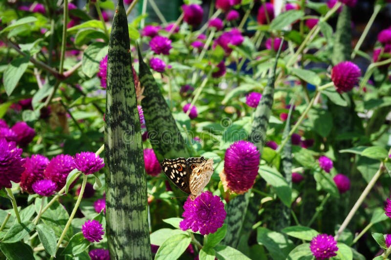 λουλούδι και πεταλούδα globosa gomphrena στοκ εικόνες με δικαίωμα ελεύθερης χρήσης λουλούδι και πεταλούδα globosa gomphrena στοκ εικόνες με δικαίωμα ελεύθερης χρήσης